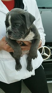 104K views · 2.1K reactions | APB'S "MR. BEANS"  | American Royalty Bully | Facebook