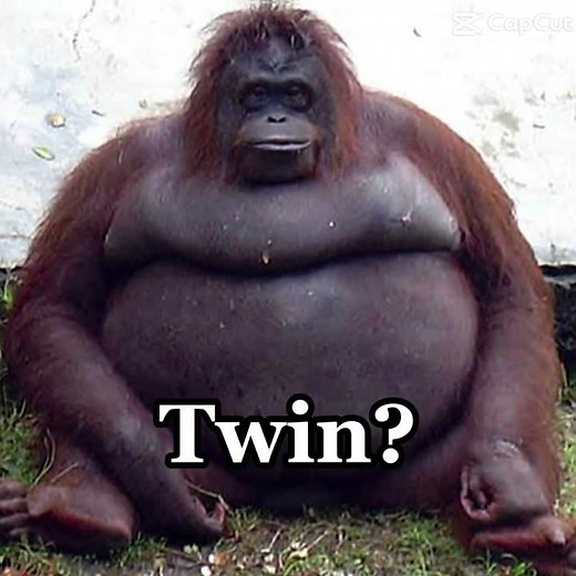 #FatMonkey #Funny ￼