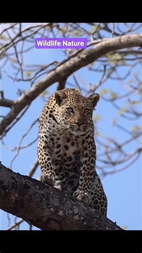 Leopard's Unbelievable Tree Climb #shorts #shortsfeed #shortsviral #leopard