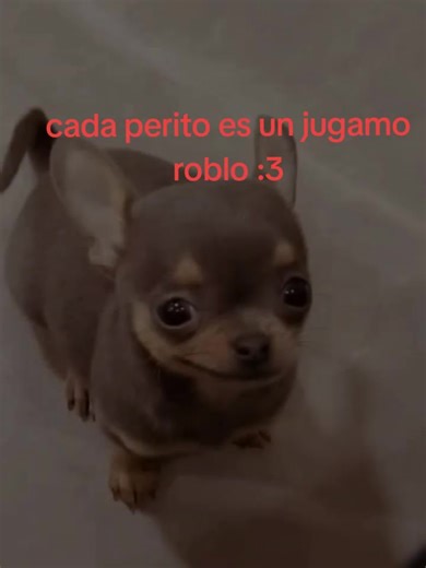 Cada Perro es un Juego en Roblox: Diversión y Risas