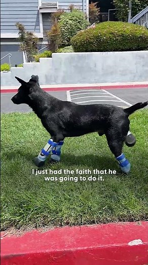 "Twin" Dogs With Prosthetic Legs Are Changing The World | The Dodo