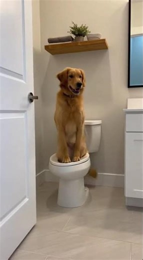 dog using toilet #funny #viralshort #youtubers #youtubeshorts
