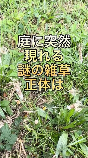 この雑草の名前初めて知った#gardening#shorts #たいやきのガーデニング #ガーデニング
