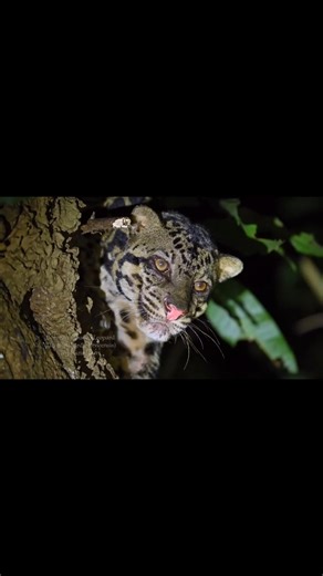 Did you know the Bornean Clouded Leopard is a unique subspecies of the Sunda Clouded Leopard found only on the island of Borneo? With its striking cloud-like patterns and elusive nature, it is one of the rarest wild cats in the world. In Sabah, the Kinabatangan River is one of the few places where you might just be lucky enough to encounter this secretive feline in the wild. Sightings are rare, and that’s exactly what makes them unforgettable, which makes Sabah so special. 📸 @razisn 📍Kinabatan