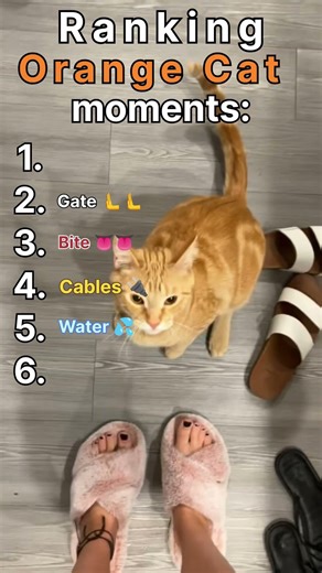 Ranking the Orange Cat core moments 🐈🐱 #shorts #catbox #funny #animalranking #cat
