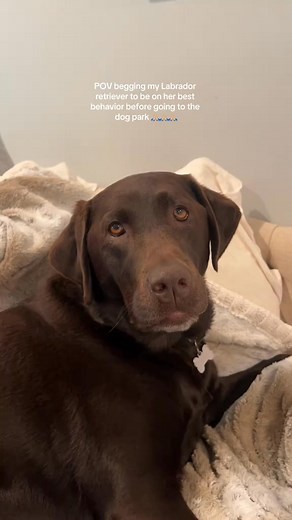 She'll still probably end up humping some small dog 😅 #labradorretriever #labradorsoftiktok #labrador #chocolatelabradorretriever #chocolatelabsoftiktok #chocolatel~ #chocolatelabrador #chocolatelab #labradors #labradorretrieverpuppy | Choco Nellie