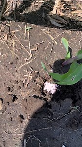 1M views · 5.5K reactions | Sak beketuan wik elek chat kene mbe hasiln teberabok sik geledek ni taok boyo ne | Eca Salsa | Facebook