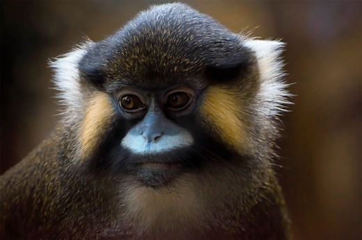 Guenon | Monkey, African Rainforest & Wetlands | Britannica