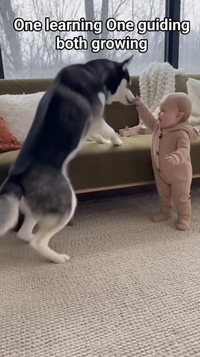 48 reactions · 24 shares | A little boy and his husky—one learning,...