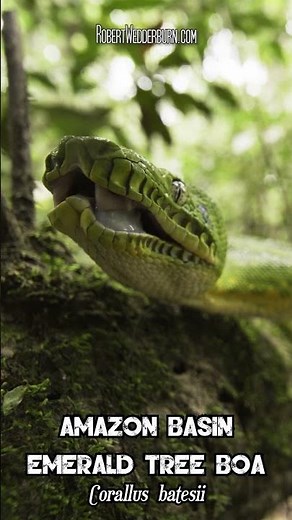 I Found the WORLD'S LONGEST Snake Teeth and It's Shocking!