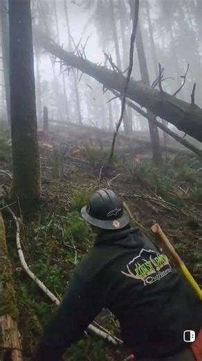 the #tree's #revenge la #venganza de el #árbol