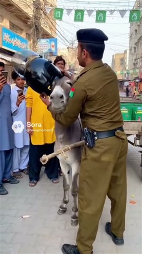 “When a Policeman Tries to Put a Helmet on a Donkey 😂 | Random Moment#funnyshorts#shorts