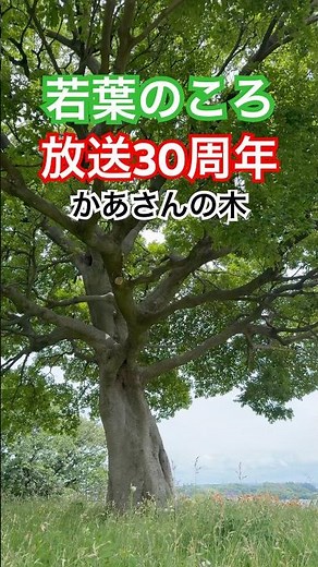 ドラマ『若葉のころ』放送30周年 あの丘の上の木に行ってきた 主演 KinKi Kids堂本剛、堂本光一 「First of May/Bee Gees」 #shorts #キンキキッズ
