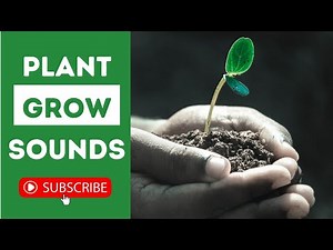PLANT GROW Sounds