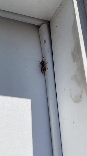 #wasps #pestcontrol #utahpestcontrol #pestcontrolslc #pestcontrolsaltlakecity #utah #saltlakecity