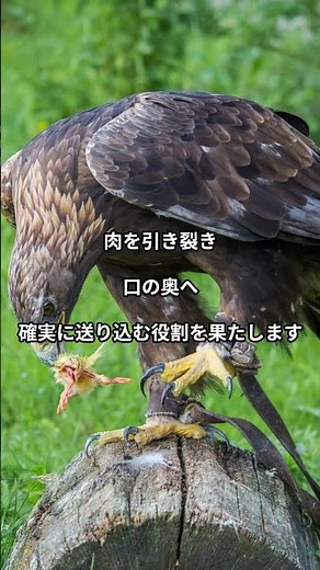 The inside of an eagle's mouth is actually a deadly weapon. The true nature of the "thorns" growi...