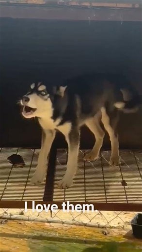 Siberian husky rescued from dog market. husky will be part of my family member #dog #animals