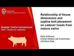 Relationship of tissue dimension and captive bolt placement on mature swine