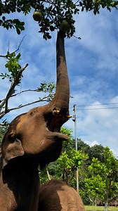 She’s going to get pomelo on the tree.🌲 🐘🐘 | Bank Mahout