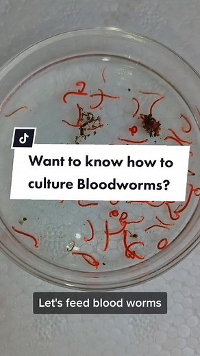 Forgotten Aquarium on TikTok