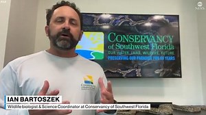 How Florida biologists discovered a Burmese python swallowing a fully-grown deer