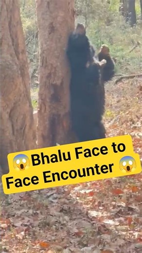 👉 “Standing Sloth Bear Suddenly Appears 😱 Rare Jungle Moment”