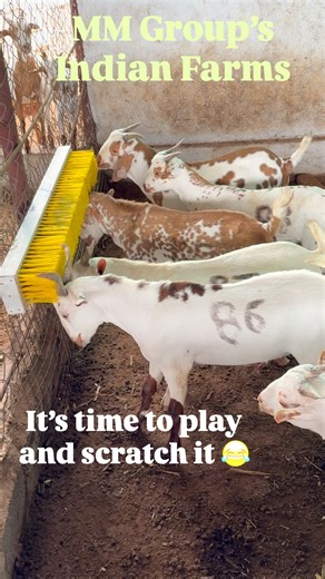 4.3M views · 175 reactions | Goats Scratching with Brush 1. *Relieving Itchiness* 2. *Reducing stress* 3. *Promoting coat health* Scratching brushes can contribute to the overall well-being and happiness of your goats and sheep!  #barbari #viral #viralvideos #trend #trending #hyderabad #goatfarm #satisfying #funny #agriculture #livestock #goat #sheep #breeder #mmgroupsindianfarms #100 #village | MM Group’s MN Farms | Facebook