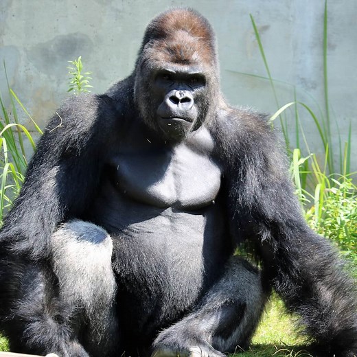 ゴリラの正しい知識「ドラミング ナックルウォーク シルバーバック」とは？ – zoo zoo diary