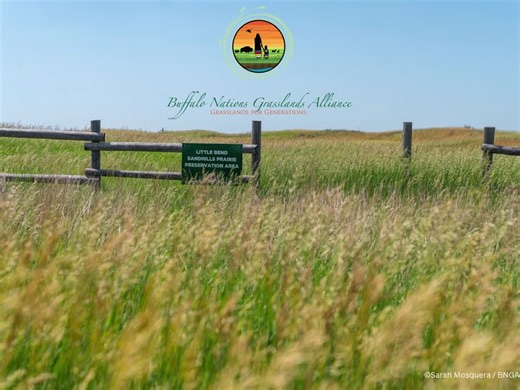 #worldsoilday #buffalonationsgrasslandsalliance #grasslandrestoration #nativenations #northerngreatplains #bnga | Buffalo Nations Grasslands Alliance