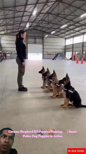 German Shepherd K9 Puppies Training 🐕‍🦺 | Smart Police Dog Puppies in Action #germanshepherd #puppy