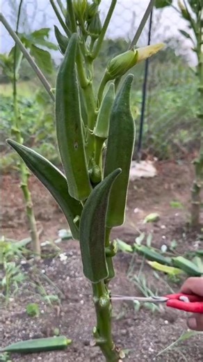 lady finger #shorts #gardening #ytshorts #farming
