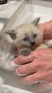 I’m getting pretty good at bathing kittens meow! 🛁🧼😾#KittenBath #BathTime #RescuedKittens #CuteKittens #CatManChris #Cats #FleasSuck | Cat Man Chris