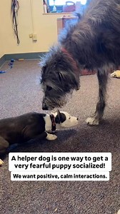 608K views · 10K reactions | Using a helper dog is one way to help a fearful puppy learn that other dogs are fun. Your helper dog should be calm and kind, and know how to read other dogs well. A fearful puppy shouldn’t be exposed to dogs who are over the top or pushy just yet. Remix from @ginormouschicken . #puppyclass #puppytraining #puppytraining101 #puppytips | Thinking Canine | Facebook