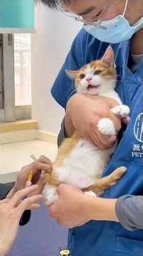 Cat veterinarian cat 🐈