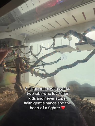 Caring for Pet Mice in a Loving Home