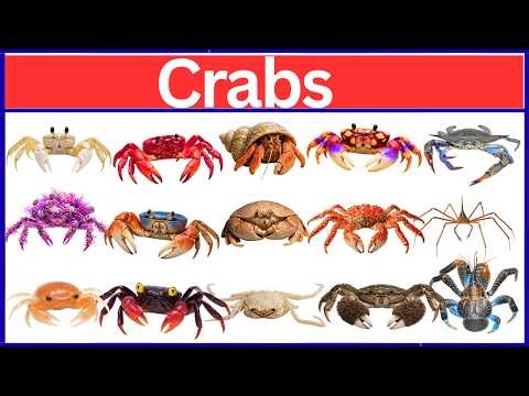 The Most Incredible Crab Species on Earth | Rare & Dangerous Crabs