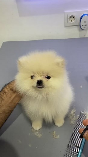 @petstylistt TikTok'ta