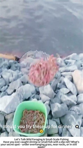 Catching River Shrimp with a Dip Net – Simple & Rewarding 🦐🌊