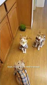 Easter Classic - Doug Saves Easter Peacock