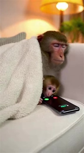 Funny Phone Call with a Monkey