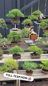 2.3K views · 183 reactions | Full team now. Super Shohin collection  อัพเดทบอนไซญี่ปุ่นได้ทุกช่องทาง fb page : บอนไซฮันเตอร์ IG : bonsaihunter หรือทาง​ https://www.bonsaihuntergallery.com | Bonsai Hunter บอนไซ ฮันเตอร์ | Facebook