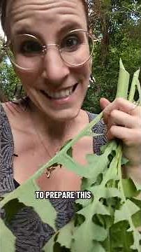The best way to harvest wild lettuce and why you should #foraging #wildmedicine