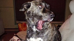 Dog’s stand-up-worthy antics prove he’s born for comedy