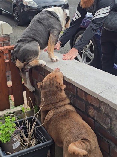 How to Sign a Bulldog Up for the Olympics — Canine Athlete Tips