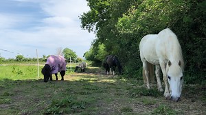 Weight loss, enrichment and more – science backs up benefits of track systems for horses