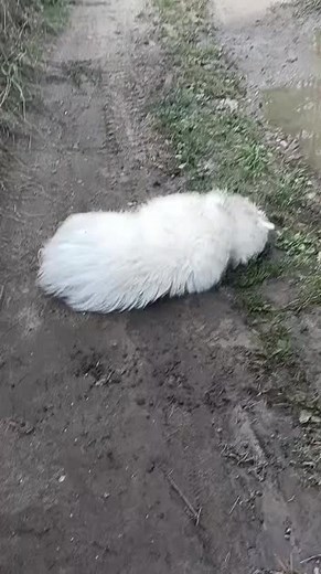 Zabawa w błocie z samojedem dla pieszczołków