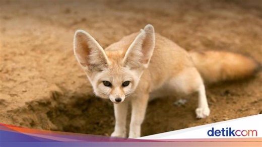 5 Hewan Terlucu di Dunia karena Wajah dan Tingkahnya, Pernah Lihat?