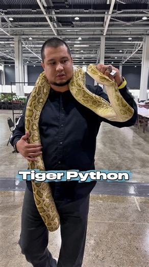 Тигровый Питон 🐍 - Tiger Python 🐍