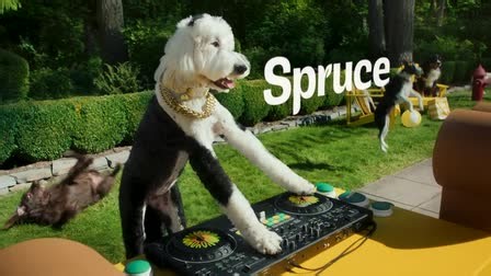 Spruce Let The Dogs Out - Super Bowl Commercial | ProductionHUB