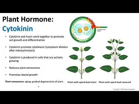 Plant Hormones: Cytokinin | Biology